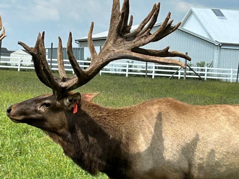 Elk Bull For Sale | Miami Valley Elk