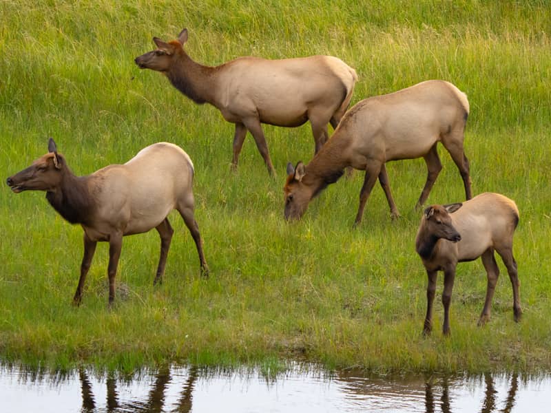 Elk Cows For Sale | Miami Valley Elk