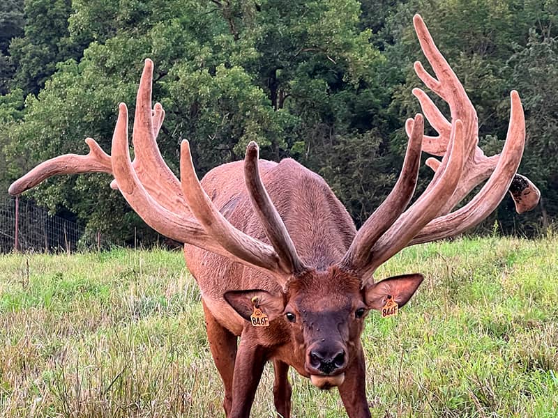 Leverage Elk Bull | Miami Valley Elk