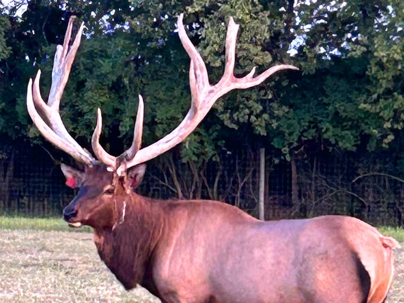 High Rise Elk Bull | Miami Valley Elk